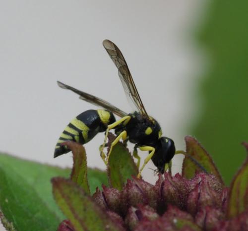 Réf. 234 896 : Ancistrocerus sp.